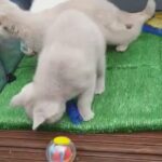 British shorthair lilac male in Sheffield