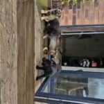 German shepherd pups black and sable in Manchester
