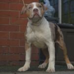 Chocolate Tri Merle Male, full Bossy Pedigree in Manchester