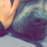 cane corso male in Sheffield