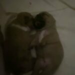 French Bulldog Puppies in Mansfield