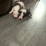 Staffordshire Bull Terrier in Sandwell