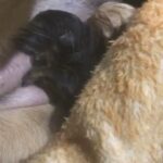 Champion Bloodline German Shepherd Puppies in London