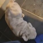 merle english bulldogs puppies ? ?? in Nottingham