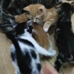 playful kittens,read the description in London