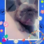 female lilac french bulldog in Sheffield