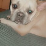 female lilac fawn adult French bulldog in Sheffield