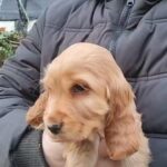 Cocker Spaniels in Crawley
