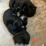 pug Puppies in Birmingham