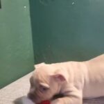Female Pocket Bully for Sale in Birmingham