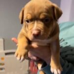 🌟HEAVILY REDUCED🌟 American Pocket Bully Puppies in Blackpool