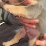 French Bulldog in Cheshire East