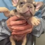 French Bulldog in Cheshire East