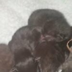 Bengal kittens in Eastbourne