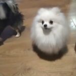 Pomeranian girl in Flintshire