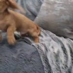 Long-haired Minature Dachshund Male health clear in Blackburn