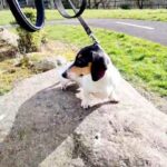 Minature Dachshund Stud Black Piebald in Blackburn