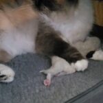 Beautiful 5 Gen. pedigree, Siberian Neva Masquerade kittens ? ♥️ in Gloucester