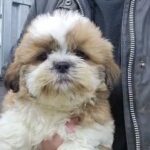 shih tzu in Crawley