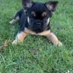 Visual Fluffy Female in London