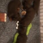 Miniature Dachshunds KC Registered in Bolton