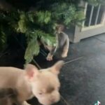 Don Frenchie Line French Bulldog Pups in Chesterfield