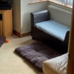 German Shepherd Puppies in Nottingham