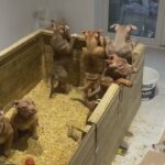 pocket bullys in Wolverhampton