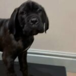 cane corso last male available had both vaccines in Darlington