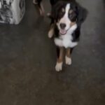Bernese Mountains Doga Puppies in Leeds