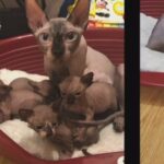 Sphinx Cat Female Blue Eyes in Luton