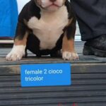 American Bully Female in Luton