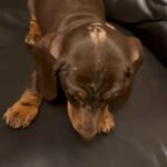 Dachshund Puppies in Nottingham