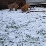 Pocket Bully’s in Dudley