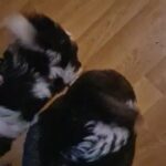 Shih Tzu Puppies in Leicester