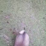 Pug puppies in North East Lincolnshire