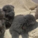 Chow Chows in Manchester