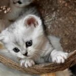 Tica Scottish Straight Kittens in Wellingborough