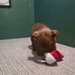 Exotic Male Pocket Bully for Sale in Birmingham