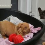 Pocket Bully Puppies for Sale in Birmingham
