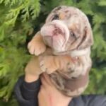 Chocolate Merl Male English Bulldog in Telford and Wrekin