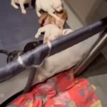Pocket Bully Puppy’s in Bath and North East Somerset