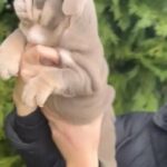Lilac Tri Female English Bulldog in Telford and Wrekin