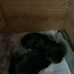 Yorkshire Terrier Pups in Manchester