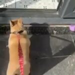 Male Golden French Bulldog in Birmingham