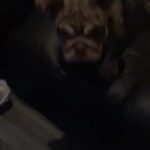 Coco- Female English Bull in Manchester