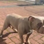 American Bully - Male in Bradford