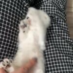 Scottish Fold X Persian in Bristol