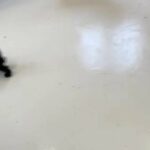 Adorable Miniature Schnauzer Puppies in Ely