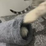 Silver Charcoal Bengal Girl Kitten in Luton